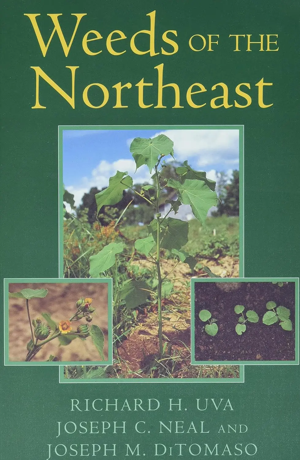 weeds-of-the-northeast-cover